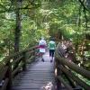 Capilano River trail