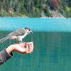 Garibaldi Lake