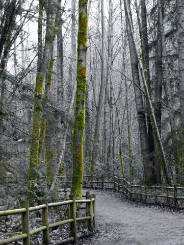 Mosquito Creek Trail