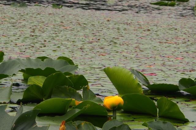 Killarney Lake