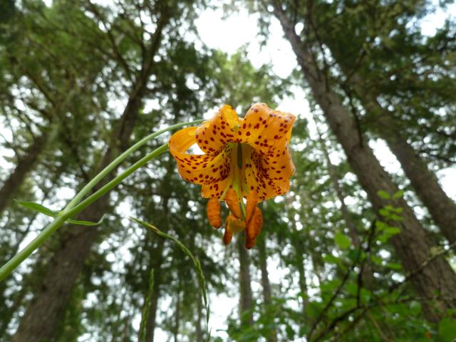 Trans Canada Trail