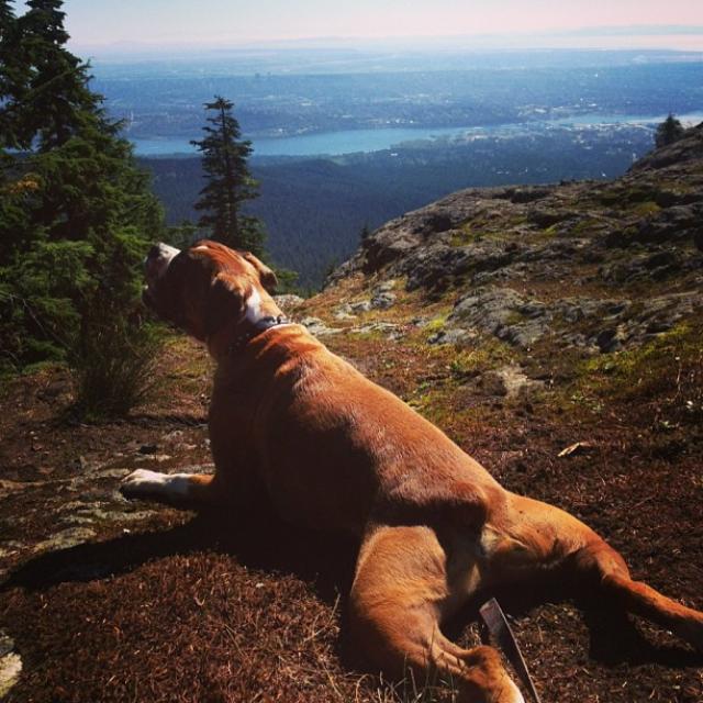 Dog Mountain