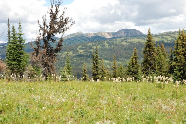 Paintbrush Trail