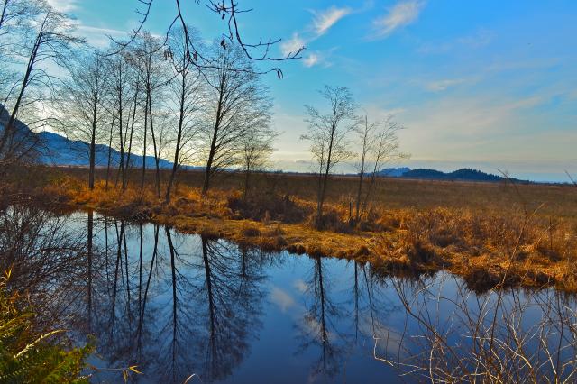 Pitt Wildlife Loop