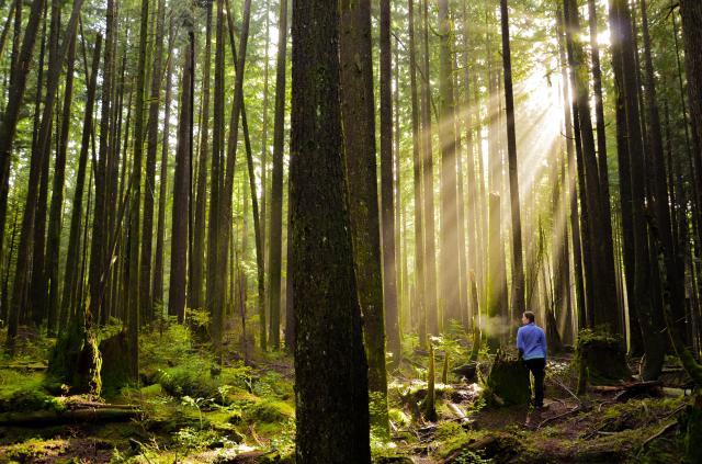 Rolley Falls Trail