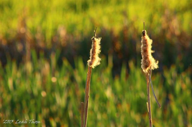 West Dyke Trail