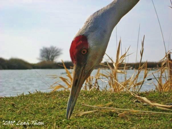 Riefel Bird Sanctuary Trail