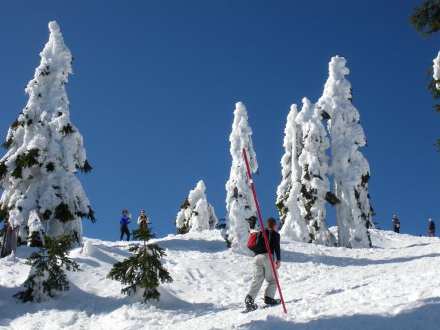 Hollyburn Peak Trail