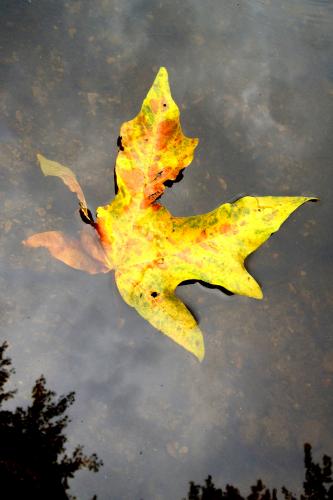 Burnaby Lake