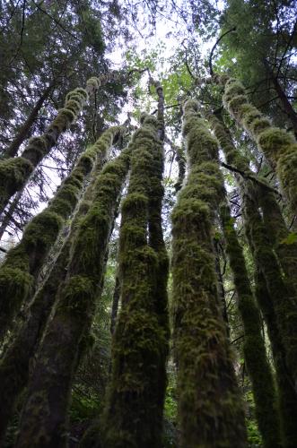 Golden Ears Park