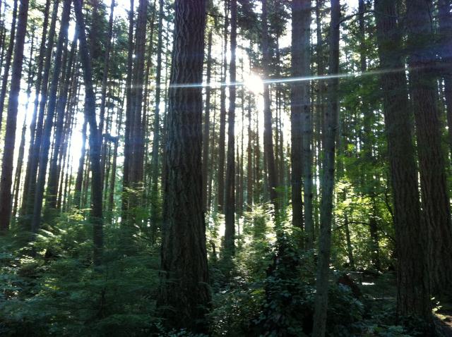 Pacific Spirit Park