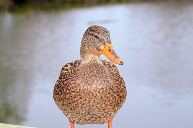 Reifel Bird Sanctuary