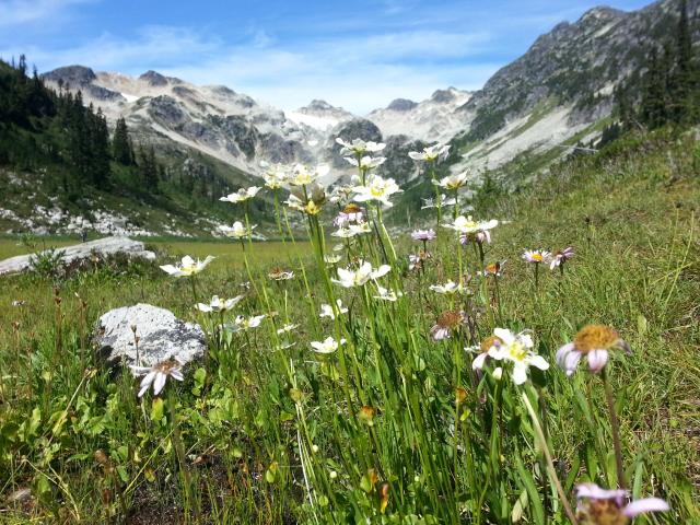 Brandywine Meadows