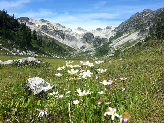 Brandywine Meadows