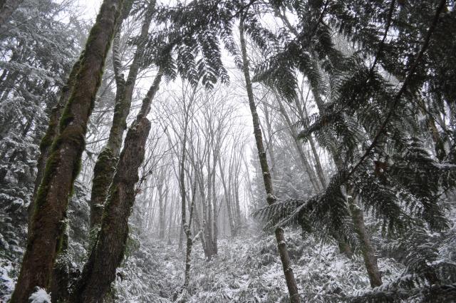 Vedder Mountain Trail