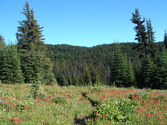 West Bowl Trail In Sun Peaks