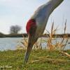 Riefel Bird Sanctuary Trail