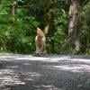 Coquitlam River Trail