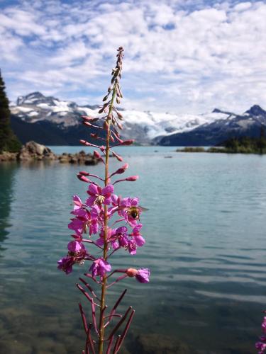 Garibaldi Lake