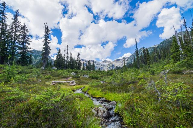 Brandywine Meadow