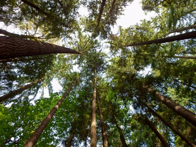 Coquitlam River Trail