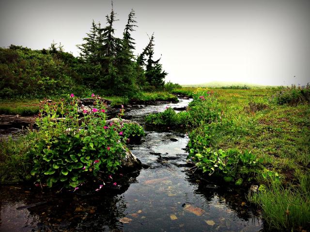 Mt. Cheam Trail