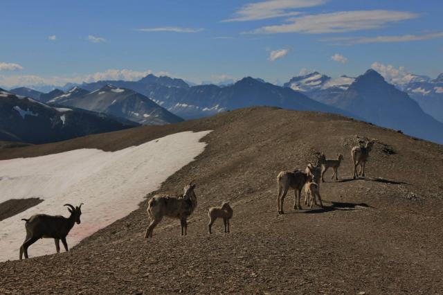 Skyline Trail