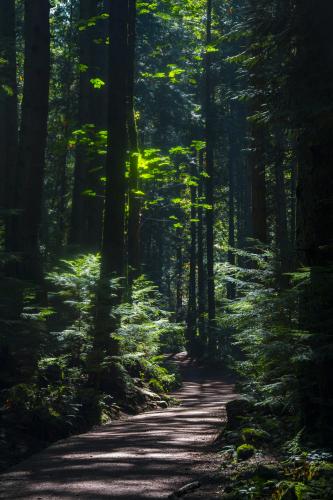 Hemlock Trail