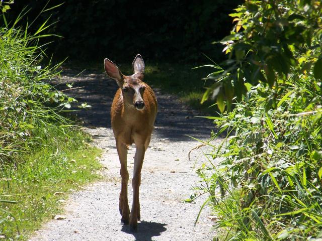 Cheam Wetlands