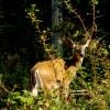 Elk Mountain Hike