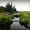 Mt. Cheam Trail