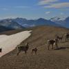 Skyline Trail