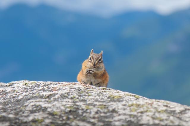 Stawamus Chief