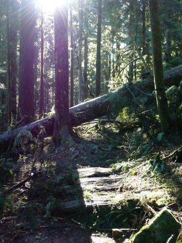 Big Cedar And Kennedy Falls Trail