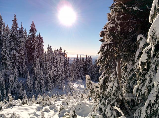 Hollyburn Mountain Trail