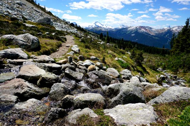 Blackcomb Meadows