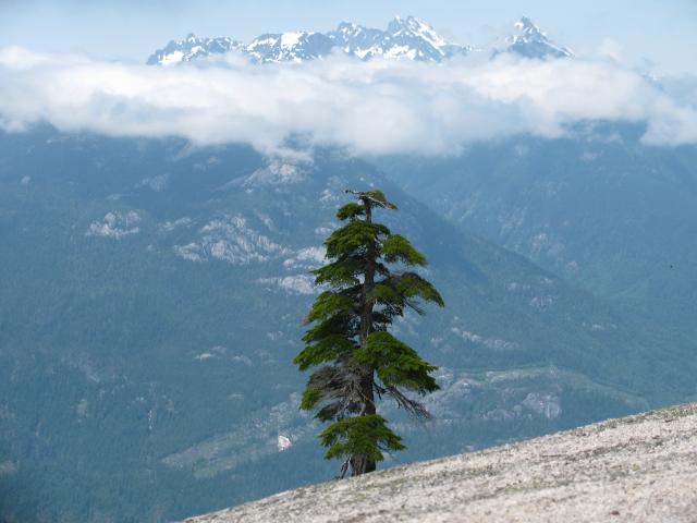 Habrich Trail