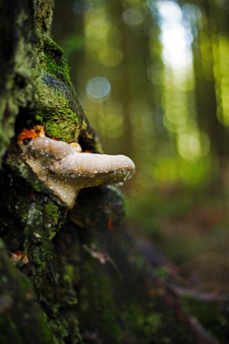 Lynn Canyon Falls