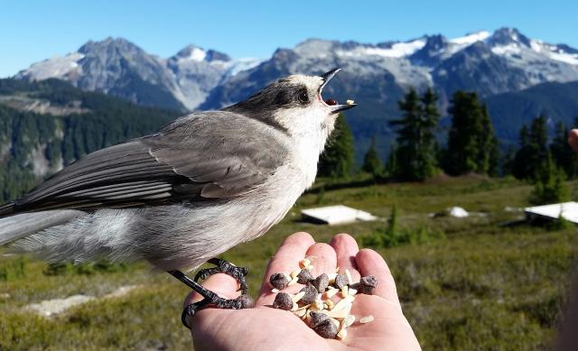 Elfin Lakes