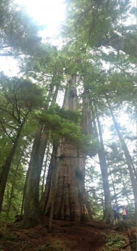 Big Cedar & Kennedy Falls Trail