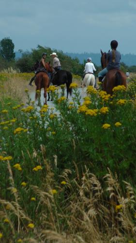 Boundary Bay Dyke Trail