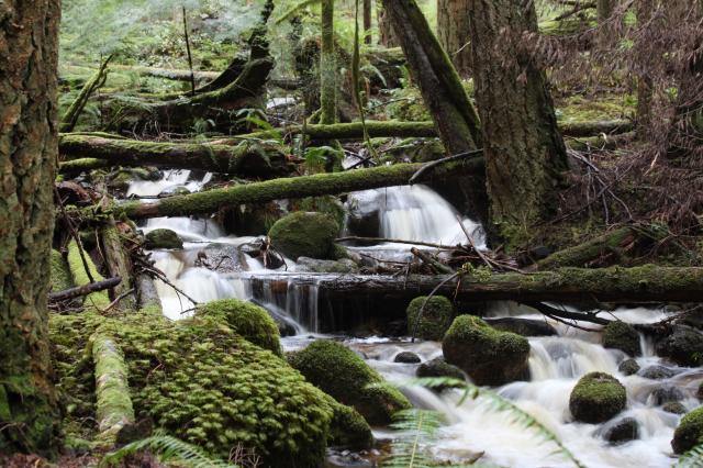 Elphinstone Trail