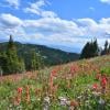 Mt Tod summit trail