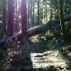 Big Cedar and Kennedy Falls trail