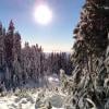 Hollyburn Mountain Trail