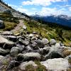 Blackcomb Meadows