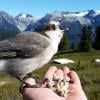 Elfin Lakes