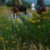 Boundary Bay Dyke Trail