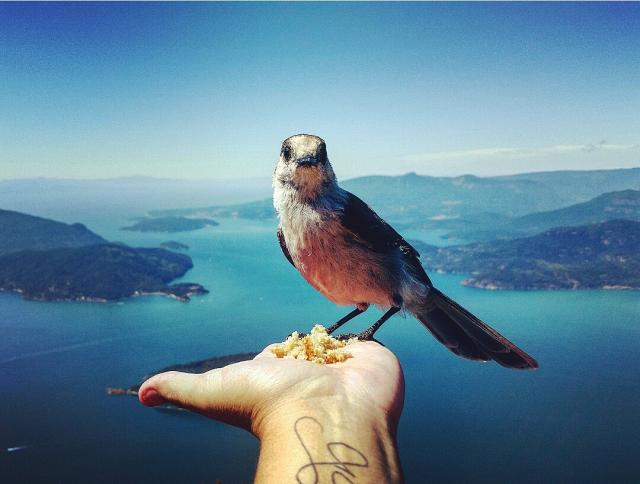 Howe Sound Crest Trail