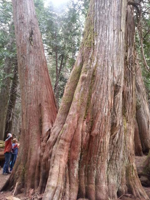 Ancient Cedars